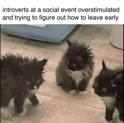 cats introverts.jpg